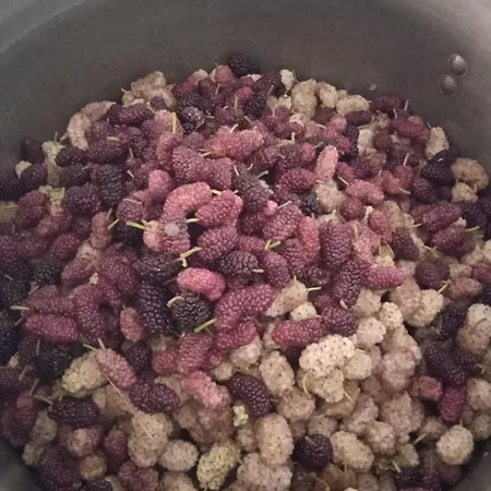 Dell'amicizia 2* Seccheto