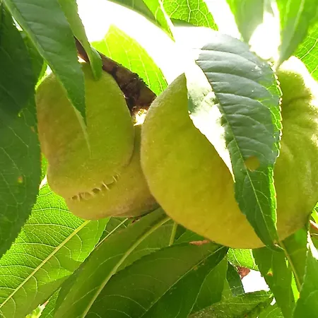 Dell'amicizia Seccheto