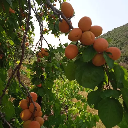 Dell'amicizia Seccheto