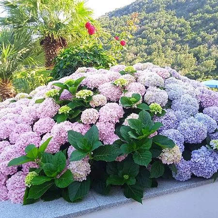 Dell'amicizia Ξενοδοχείο