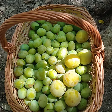 Dell'amicizia Seccheto