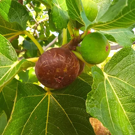 Dell'amicizia 2*