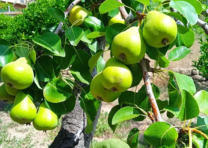 Dell'amicizia 2* Seccheto