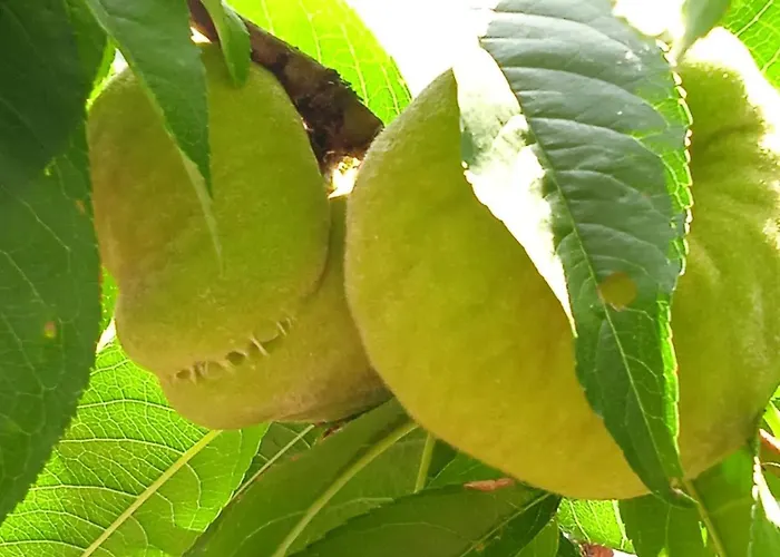 Dell'amicizia Seccheto