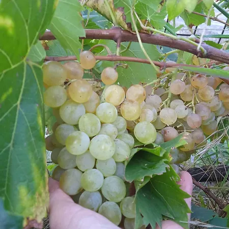 Dell'amicizia Seccheto