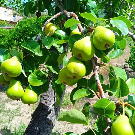 Dell'amicizia 2* Seccheto