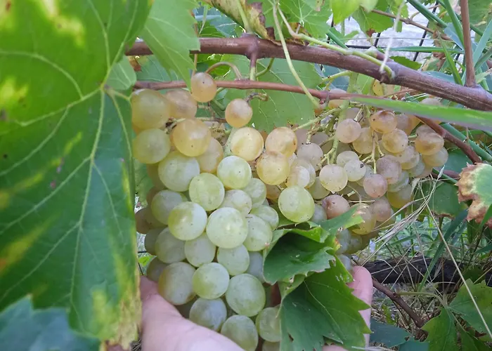 Dell'amicizia Seccheto