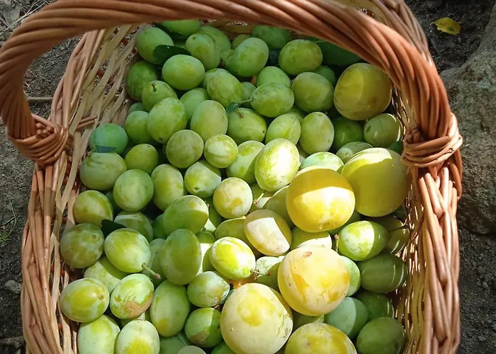 Dell'amicizia Seccheto